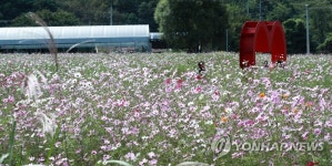 코스모스 만발한 원주 용수골 가을꽃 축제장