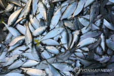 남태평양 청정해역서 잡은 생선에도 미세플라스틱…75%서 검출