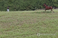 한라산 아래 메밀꽃