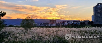 황금빛 노을로 물든 물억새