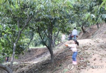 나는 밤 농장의 어린이 왕이다