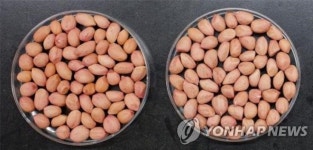 제주 우도 가면 찾는 명물 우도땅콩 신품종으로 대체