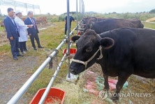 제주 한·흑우 경진대회