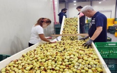 부여서 아삭하고 달콤한 왕대추 본격 출하