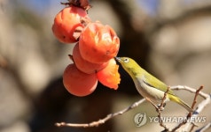 [유형재의 새록새록] 감나무 까치밥 홍시가 열리면…아! 달콤해