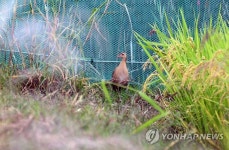 세종시 장남평야 찾은 멸종위기종 뜸부기