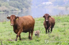 우리는 한식구…길잃은 아기 멧돼지 받아준 독일 농장 소떼