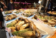 금송이 된 송이버섯