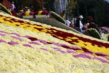 임실N치즈축제에 핀 국화꽃