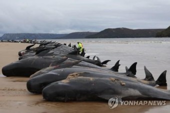 반복되는 돌고래 집단폐사…뉴질랜드서 또 240마리 떼죽음
