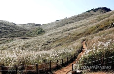 창녕 화왕산 억새 물결