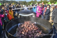 대형 가마솥에서 찐 원주 고구마