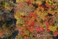 붉게 물드는 피아골 단풍