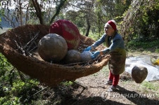 제월섬 국제자연미술판타지의 작가와 작품