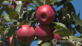 사과가 주렁주렁