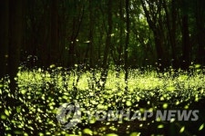 반딧불 곶자왈 마을 청수리 복원사업 내년 3월 준공