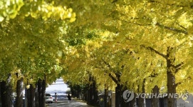 거창 의동마을 은행나무길