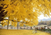 노랗게 물든 원주 반계리 은행나무