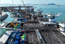 청정바다서 자란 완도 물김 109t 첫 위판