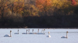 [픽! 창원] 단풍 물든 주남저수지 찾은 진객 겨울철새