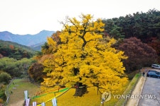 황금빛 물든 천년 은행나무