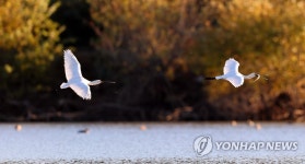단풍 물든 주남저수지 찾은 노랑부리저어새
