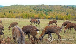 북한 함경남도 부전군의 부전사슴목장