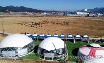 몽골 독수리 월동 선발대 50여 마리, 경남 고성 도착