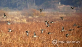 철새 찾아온 나주 우습제