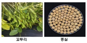 강원농업기술원, 자체 개발 콩 품종 대왕2호 보급 박차