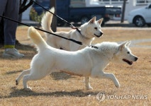 경북대 동물병원서 지내는 풍산개 곰이·송강