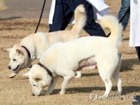 경북대 동물병원서 지내는 풍산개 곰이·송강