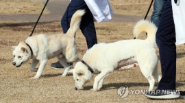 경북대 동물병원서 지내는 풍산개 곰이·송강