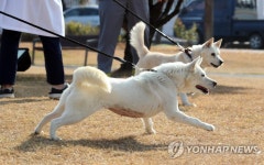 경북대 동물병원서 지내는 풍산개 곰이·송강
