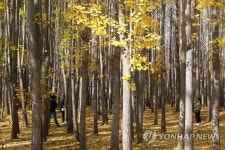 은행나무 숲에 모여든 관광객