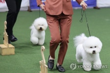 견종 심사 받는 비숑 프리제 견들