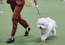 견종 심사 받는 비숑 프리제 견