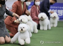털뭉치 같은 비숑 프리제