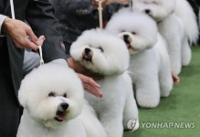 사랑스러운 털뭉치들