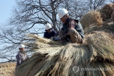 묵은 이엉 걷어내고 새단장하는 초가