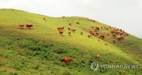 서산 알프스 한우목장에 웰빙 산책로 조성…내년 5월 준공
