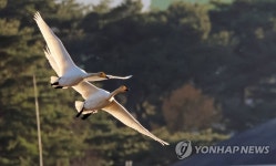 큰고니의 비행