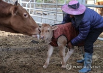 방한복 입은 송아지