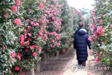 동백꽃 피는 계절