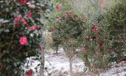 4만송이 애기동백 활짝…신안 분재공원 겨울꽃 축제 9일 개막