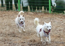 풍산개 곰이·송강, 광주 우치동물원 안착(종합)