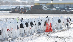 AI 항원 검출 산란계 농장 살처분 준비
