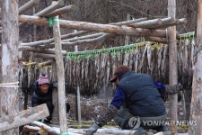 한파가 반가운 인제 황태덕장