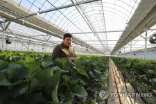 자식 같은 딸기들