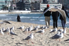 부산 갈매기들의 추위 피하는 법